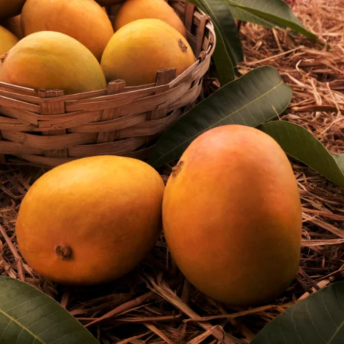 Mango